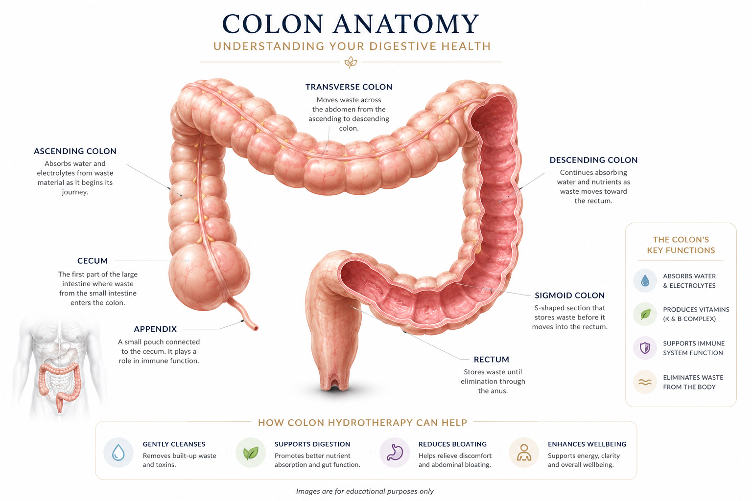 Colon anatomy diagram showing the ascending, transverse, descending and sigmoid colon, cecum, appendix and rectum — the areas reached by colonic hydrotherapy at Redmayne Lodge, York